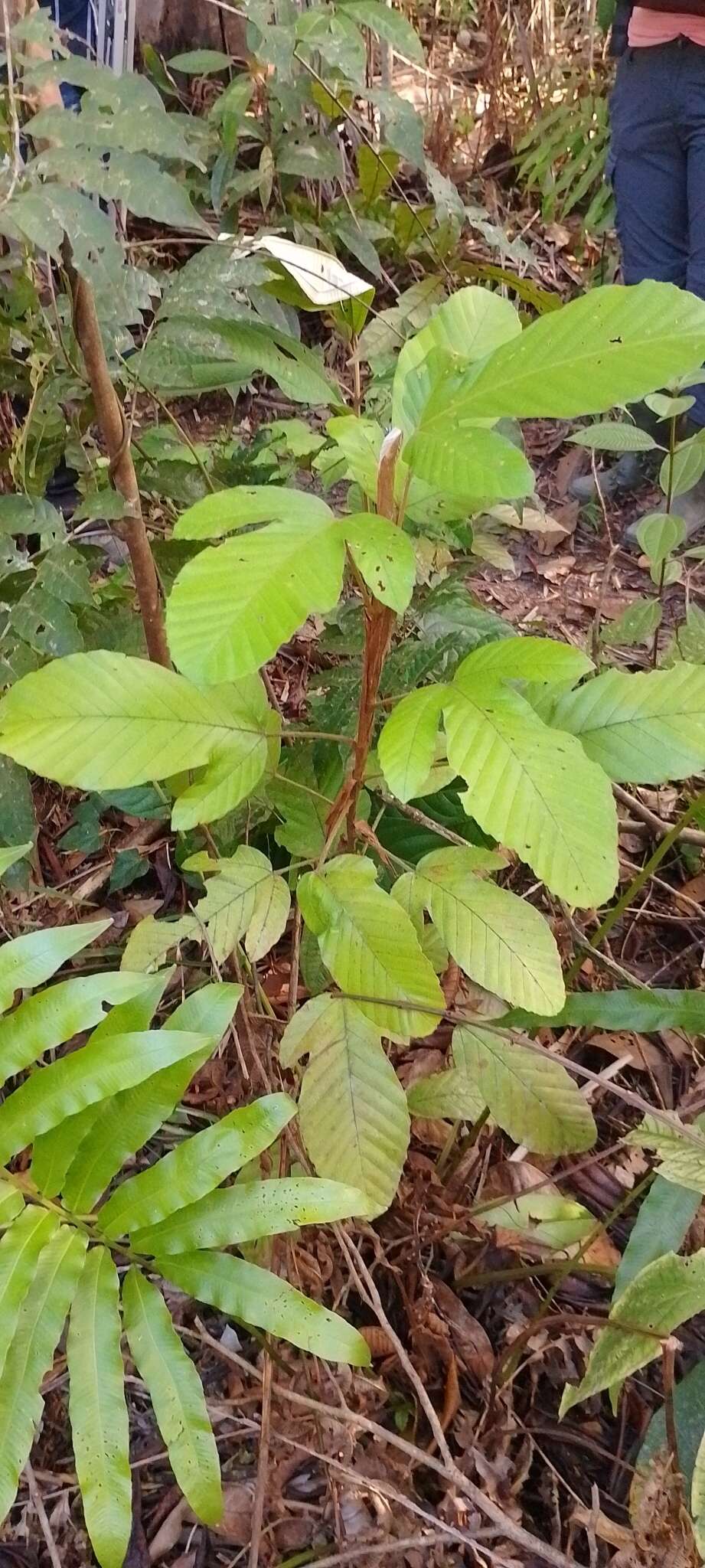 Image de Pourouma guianensis Aubl.