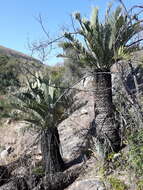 Image of Kei Cycad