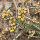 Image of Helichrysum asperum var. appressifolium (Moeser) Hilliard