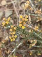 Image de Helichrysum asperum var. appressifolium (Moeser) Hilliard