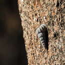 Image de Cerithidea anticipata Iredale 1929