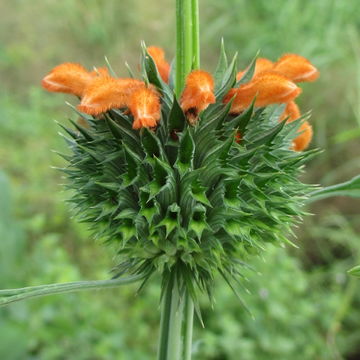 Image of <i>Leonotis dysophylla</i>