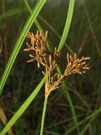 Plancia ëd Fimbristylis cymosa var. spathacea (Roth) T. Koyama