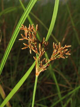 Fimbristylis cymosa var. spathacea (Roth) T. Koyama的圖片