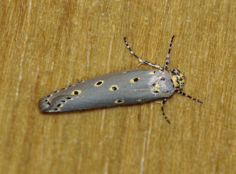 Image of Ethmia circumdatella Walker 1863