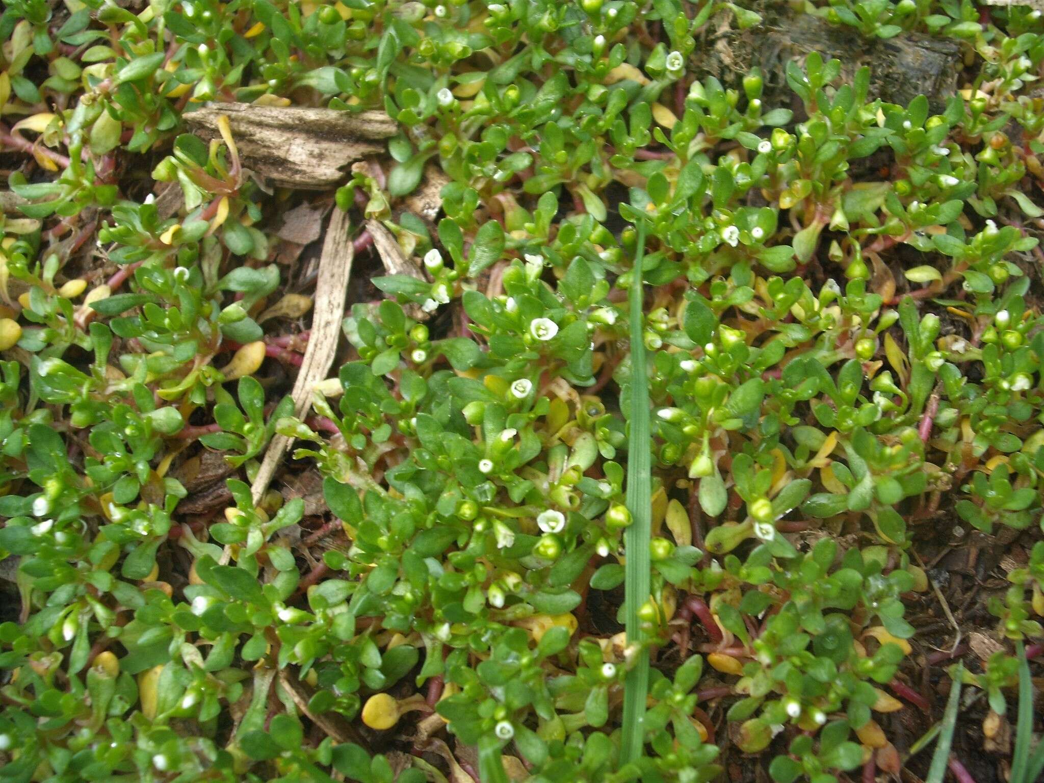 Image of Fountain Candy-Flower