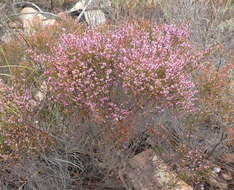 Image of Erica rosacea subsp. rosacea