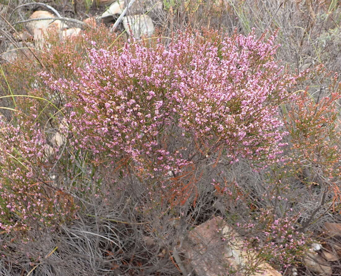 Image of Erica rosacea subsp. rosacea