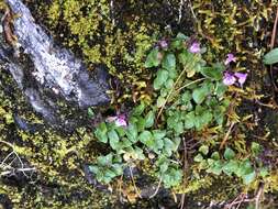 Sivun Clinopodium laxiflorum (Hayata) K. Mori kuva