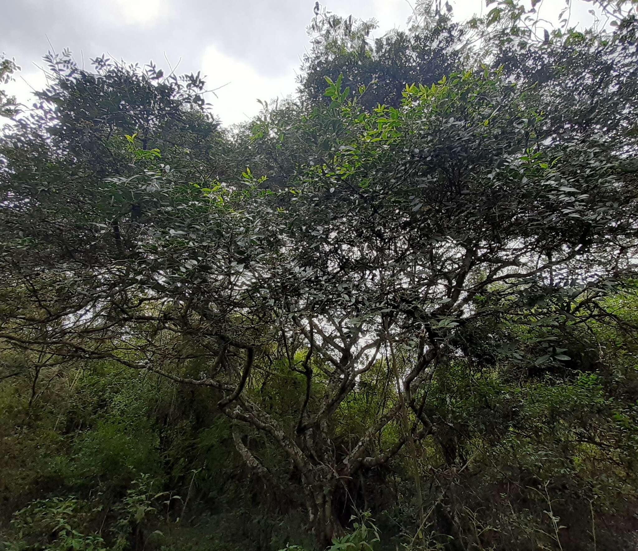 Image of Zanthoxylum rhoifolium Lam.