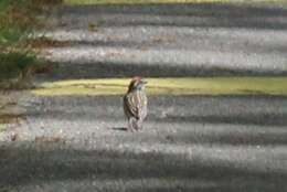 Sivun Spizella passerina passerina (Bechstein 1798) kuva