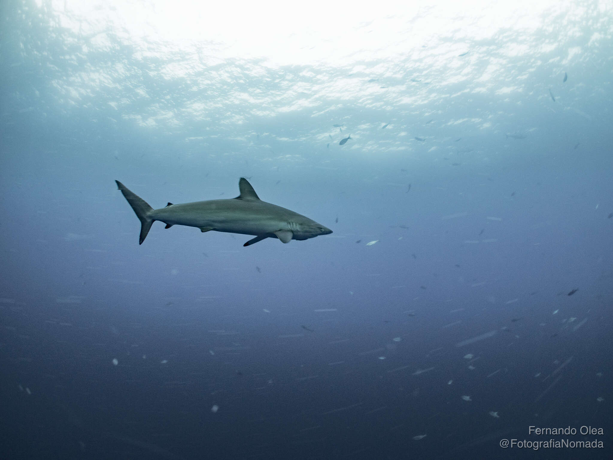 Image of Silky Shark