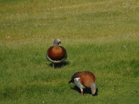 Image of Ashy-headed Goose