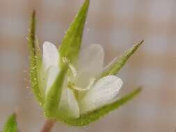 Image of Arenaria leptoclados subsp. leptoclados
