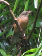 Image of Colluricincla rufogaster griseata (Gray & GR 1858)