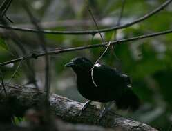 Image of Goeldi's Antbird