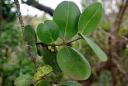 Image of Round-leaved Poison-bush