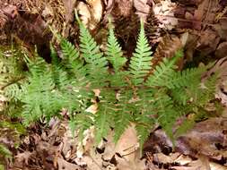 Athyrium asplenioides (Michx.) Desv. resmi