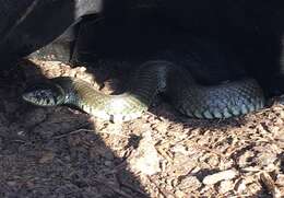 Слика од Natrix natrix natrix (Linnaeus 1758)