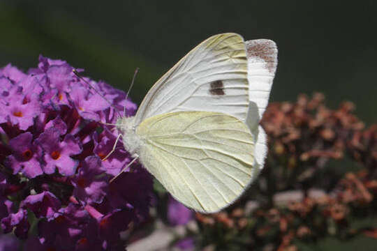 Image of Pieris mannii alpigena