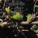 Image of Centipeda aotearoana N. G. Walsh