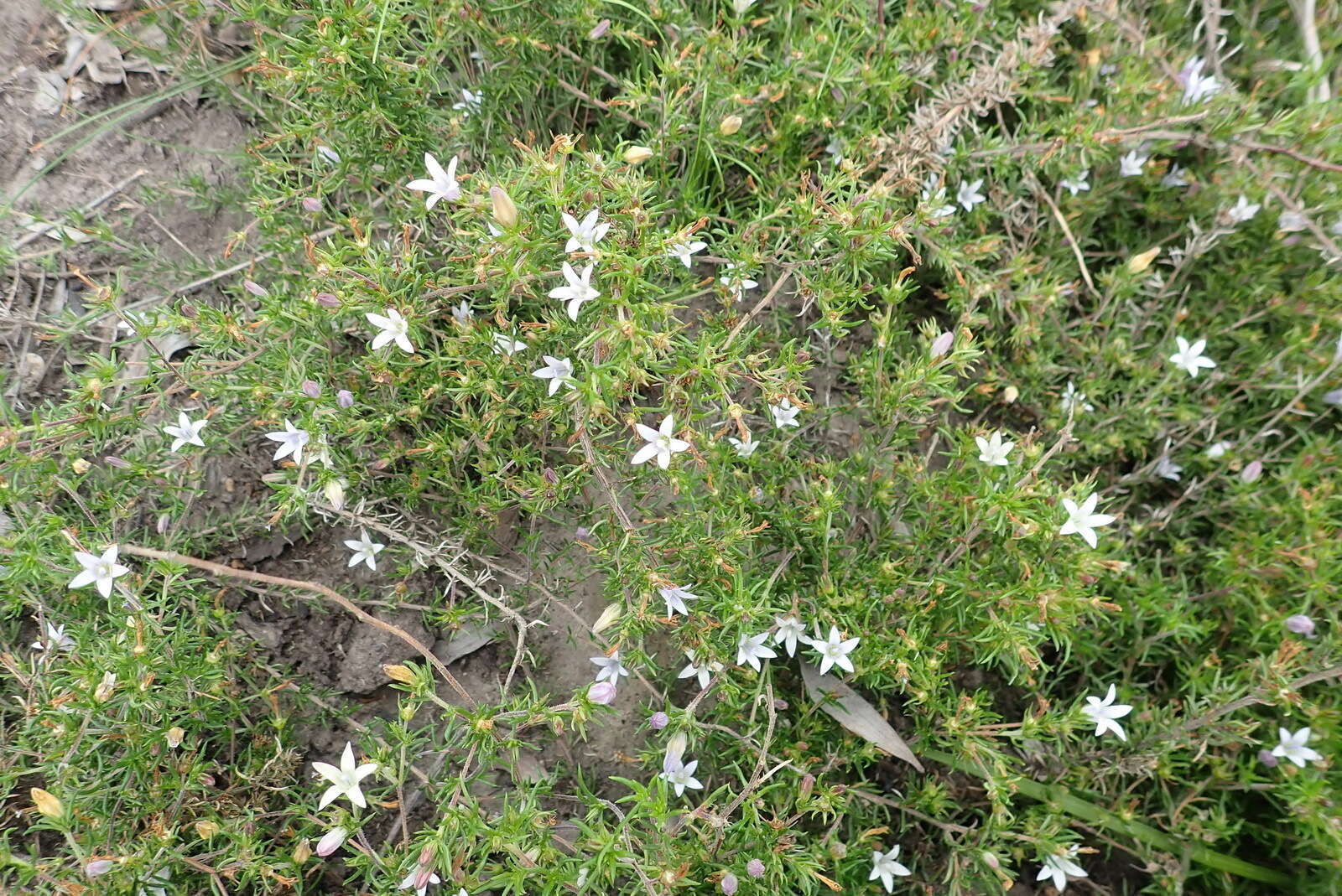 Image of Wahlenbergia thunbergii (Schult.) B. Nord.