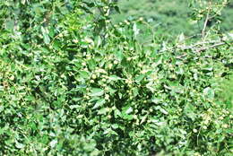 Image of Ziziphus jujuba var. spinosa (Bunge) Hu ex H. F. Chow