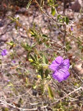 صورة Ruellia californica (Rose) I. M. Johnston