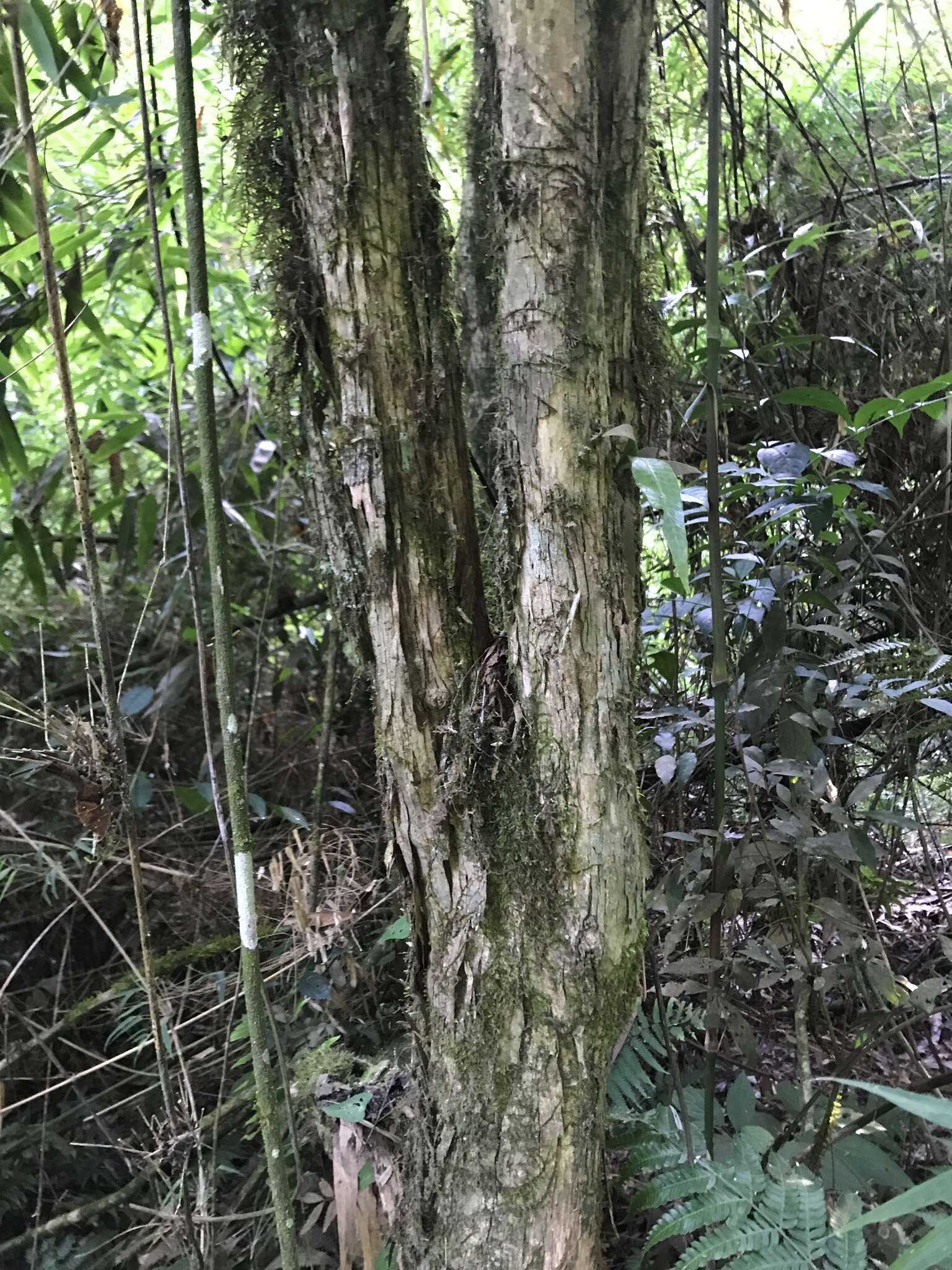 Image de Vitex megapotamica (Spreng.) Moldenke