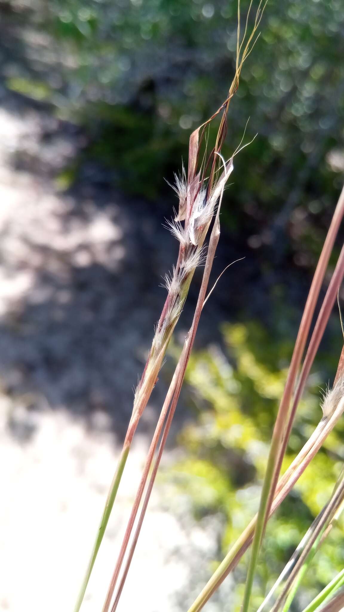 Image of foldedleaf grass