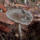 Plancia ëd Amanita cheelii P. M. Kirk 2013