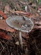 Image of Amanita cheelii P. M. Kirk 2013