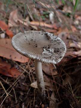 Plancia ëd Amanita cheelii P. M. Kirk 2013