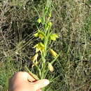 Image of Gloriosa rigidifolia (Bredell) J. C. Manning & Vinn.