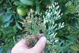 Image of Erigeron floribundus (Kunth) Sch. Bip.