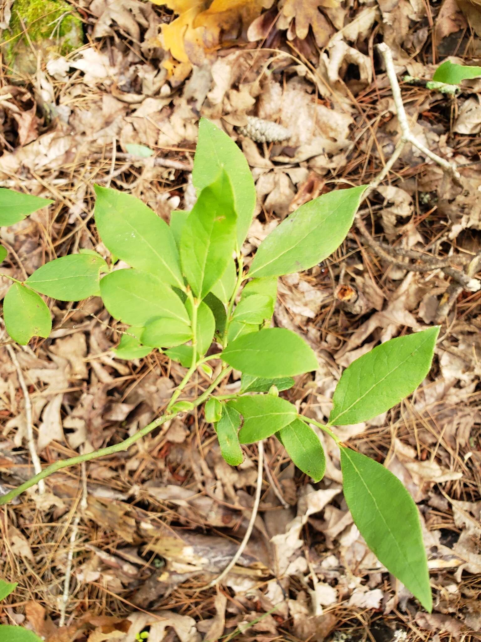 Image de Vaccinium virgatum Ait.