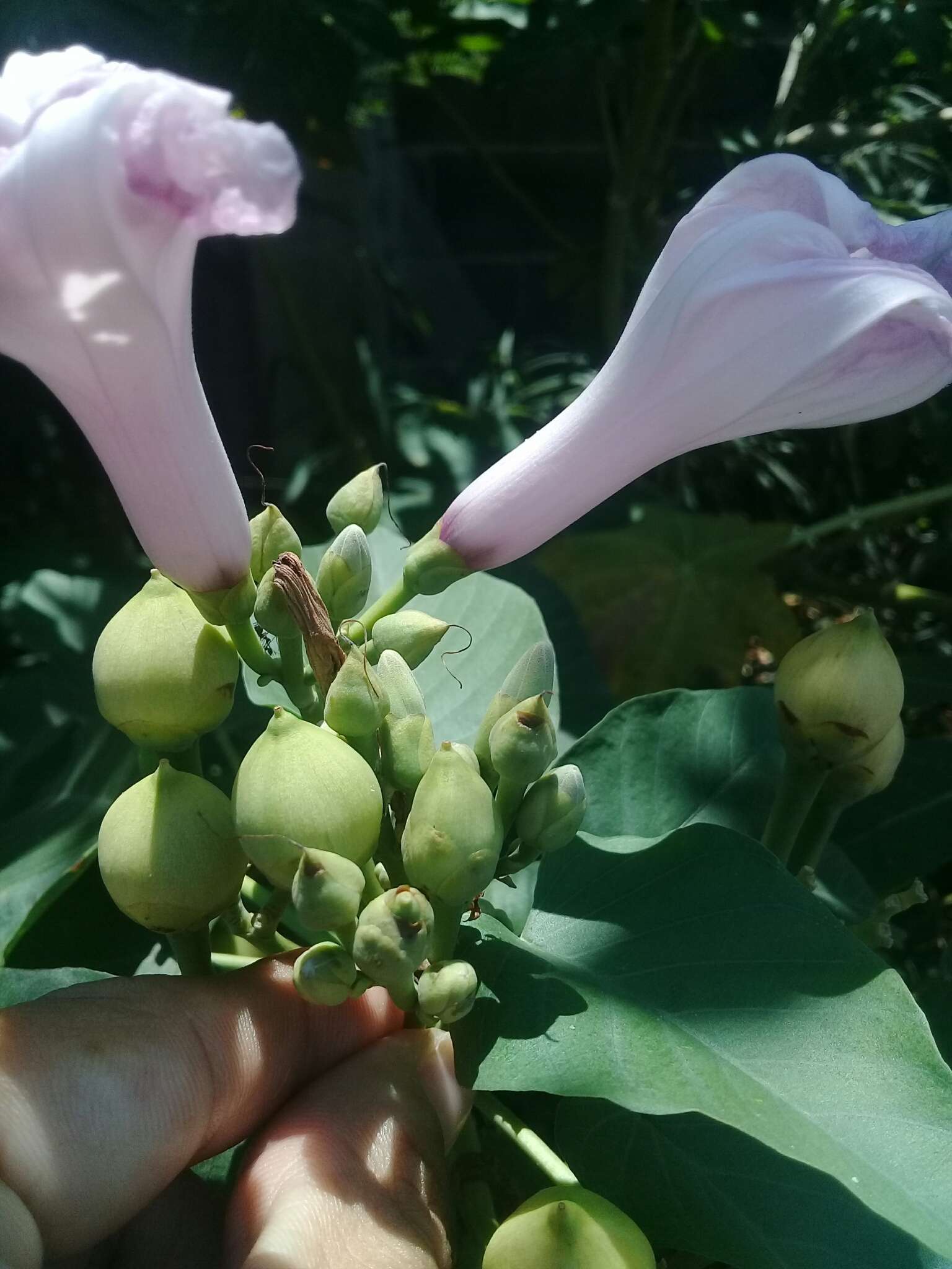 Слика од Ipomoea carnea Jacq.