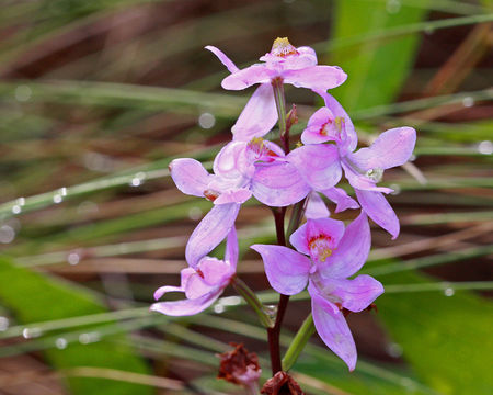 Image of Many-flowered grasspink