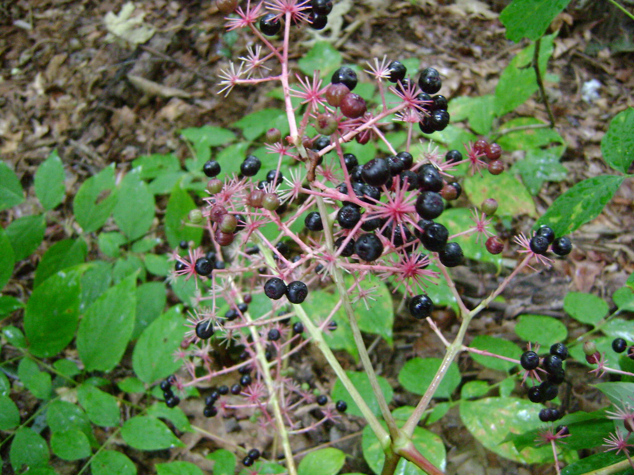 Image of devil's walkingstick