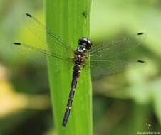 Image de Epithemis mariae (Laidlaw 1915)