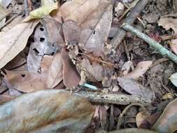 Image of Rhinella sternosignata (Günther 1858)