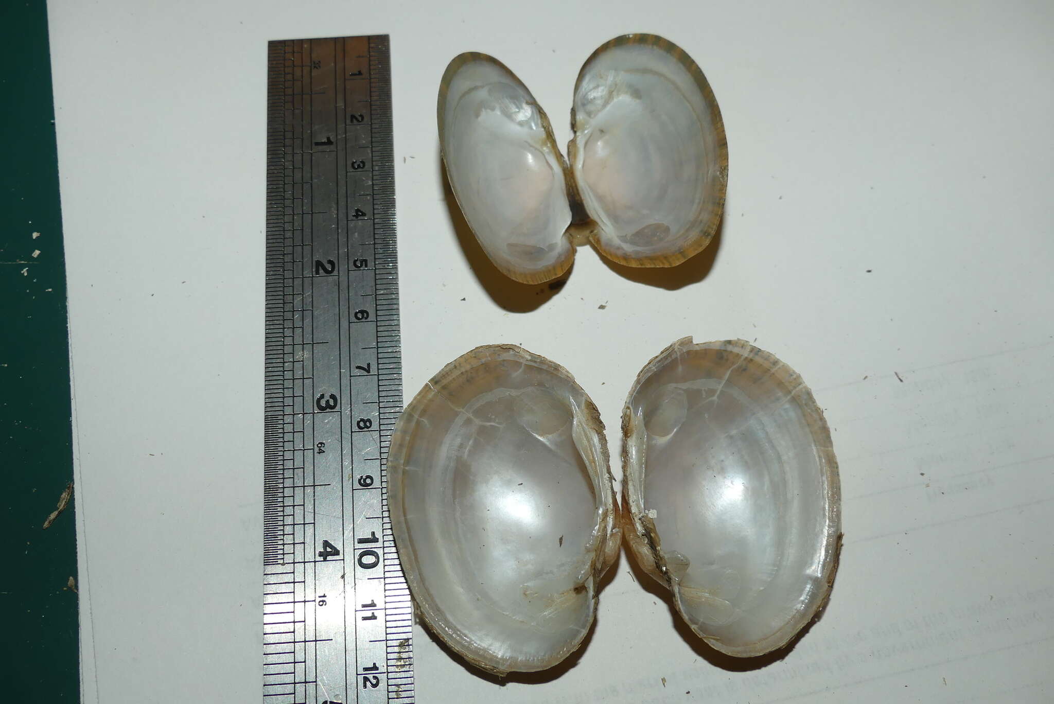 Image of Wavyrayed Lampmussel