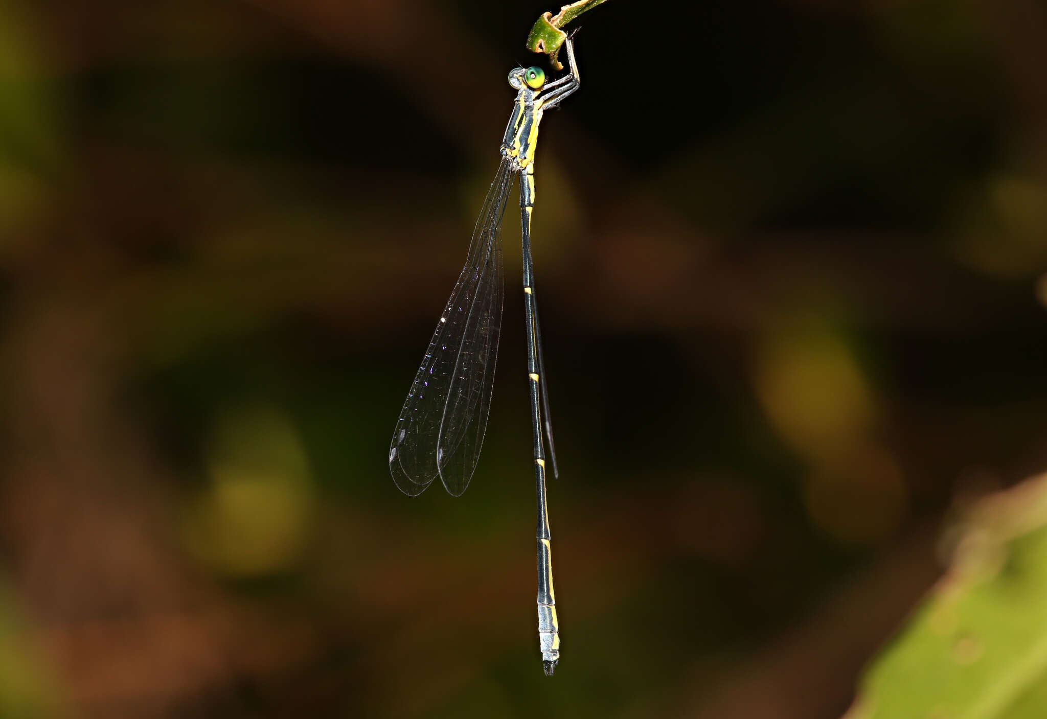 Image of Neosticta canescens Tillyard 1913