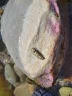 Image of Ischnochiton oniscus (Krauss 1848)