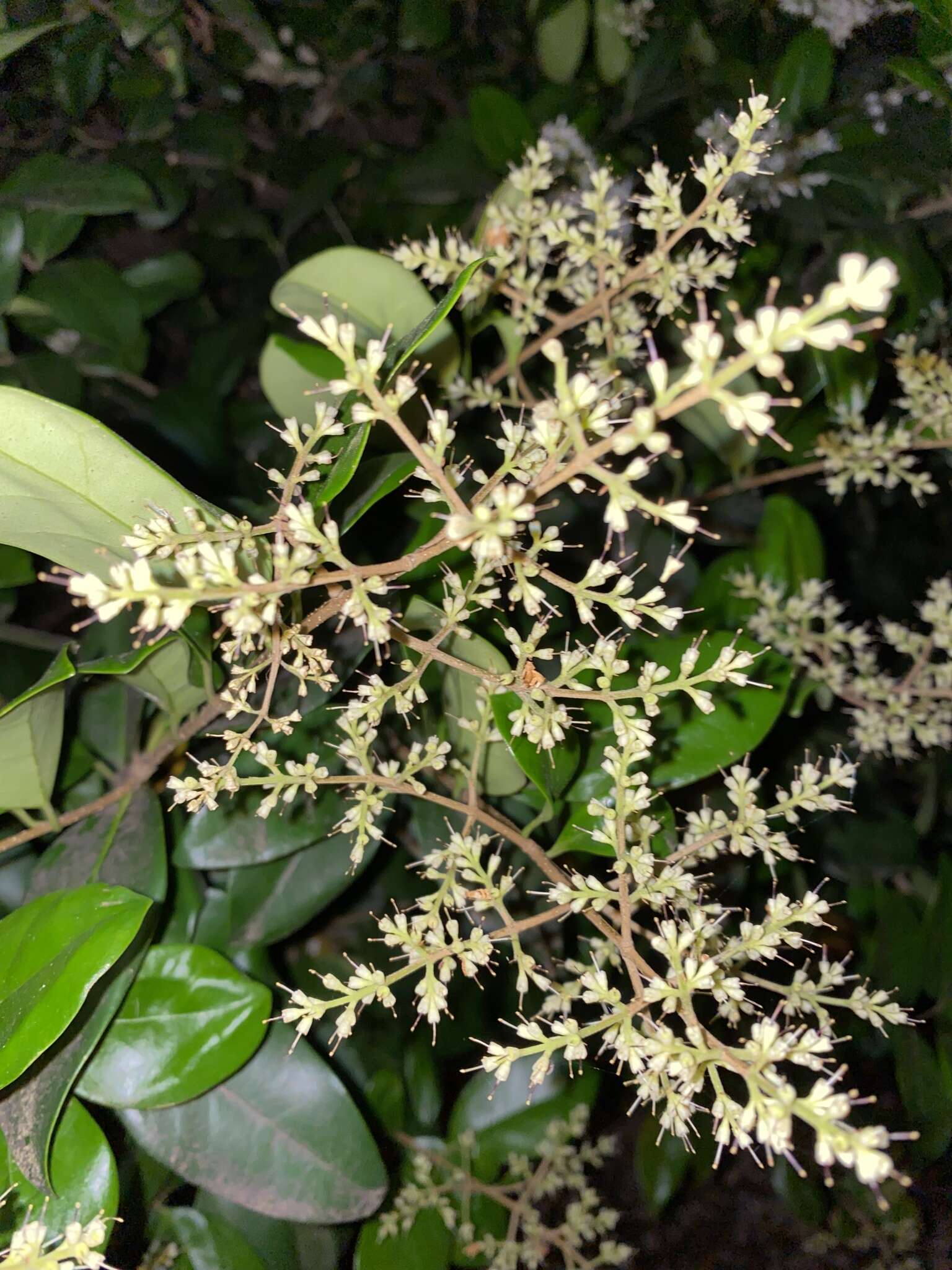 Image of Japanese privet