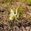 Image of Moraea anomala G. J. Lewis