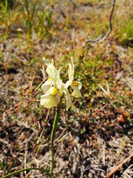 Image of Moraea anomala G. J. Lewis