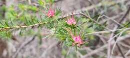 Image of Darwinia fascicularis Rudge