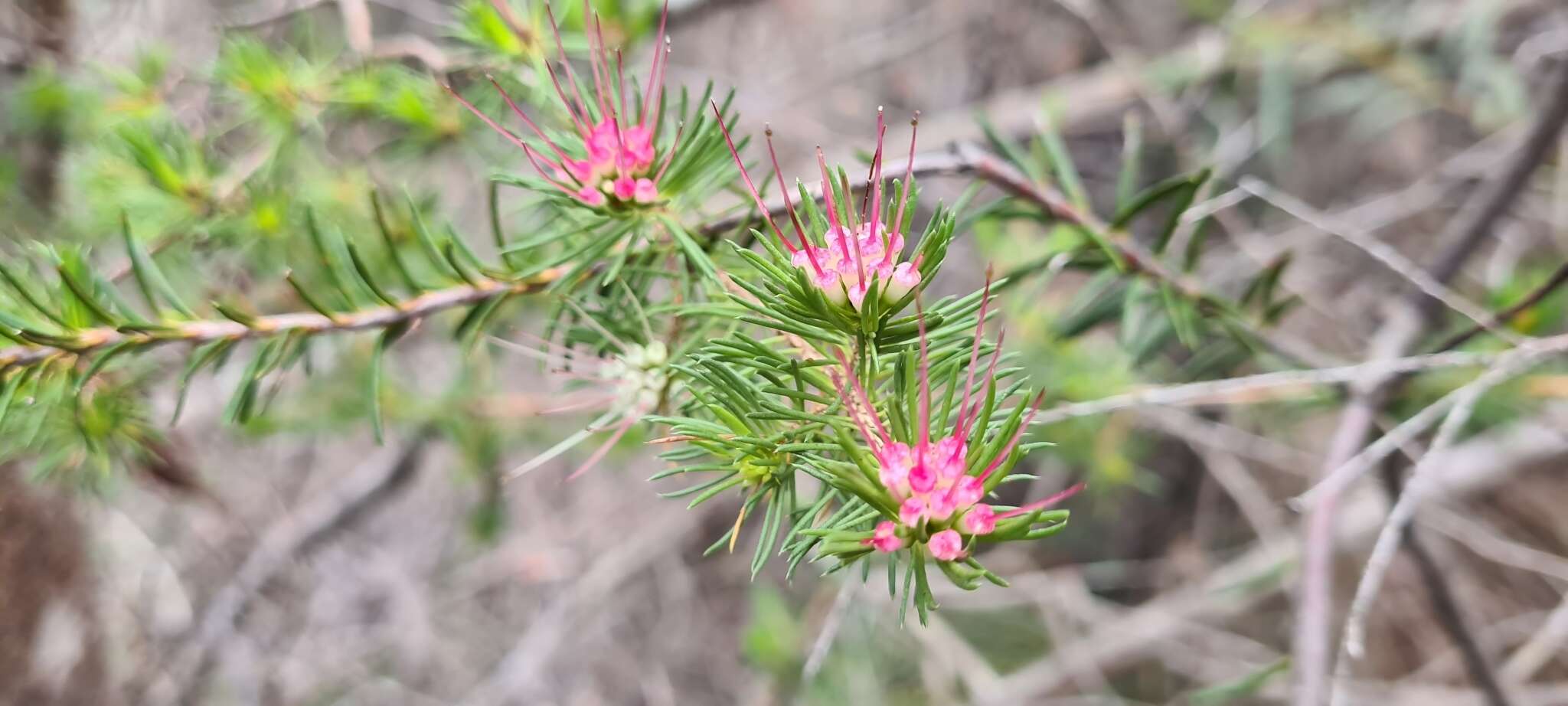 Image of Darwinia fascicularis Rudge