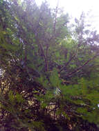 Image of Brown Pine